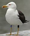 juvenile LBBG in October, ringed in Norway. (131273 bytes)